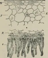 An illustration from The microscopy of vegetable foods, with special reference to the detection of adulteration and the diagnosis of mixtures (1916)