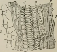 An illustration from The microscopy of vegetable foods, with special reference to the detection of adulteration and the diagnosis of mixtures (1916)