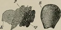 An illustration from The microscopy of vegetable foods, with special reference to the detection of adulteration and the diagnosis of mixtures (1916)