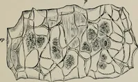 An illustration from The microscopy of vegetable foods, with special reference to the detection of adulteration and the diagnosis of mixtures (1916)