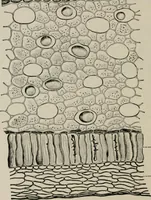 An illustration from The microscopy of vegetable foods, with special reference to the detection of adulteration and the diagnosis of mixtures (1916)
