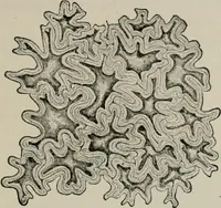An illustration from The microscopy of vegetable foods, with special reference to the detection of adulteration and the diagnosis of mixtures (1916)