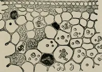An illustration from The microscopy of vegetable foods, with special reference to the detection of adulteration and the diagnosis of mixtures (1916)