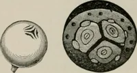 An illustration from The microscopy of vegetable foods, with special reference to the detection of adulteration and the diagnosis of mixtures (1916)