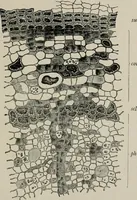 An illustration from The microscopy of vegetable foods, with special reference to the detection of adulteration and the diagnosis of mixtures (1916)