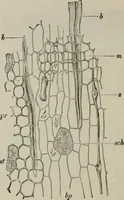 An illustration from The microscopy of vegetable foods, with special reference to the detection of adulteration and the diagnosis of mixtures (1916)