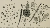 An illustration from The microscopy of vegetable foods, with special reference to the detection of adulteration and the diagnosis of mixtures (1916)
