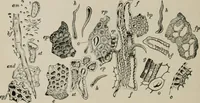 An illustration from The microscopy of vegetable foods, with special reference to the detection of adulteration and the diagnosis of mixtures (1916)