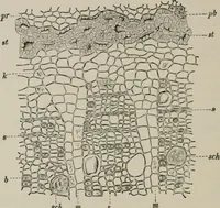 An illustration from The microscopy of vegetable foods, with special reference to the detection of adulteration and the diagnosis of mixtures (1916)