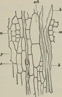 An illustration from The microscopy of vegetable foods, with special reference to the detection of adulteration and the diagnosis of mixtures (1916)