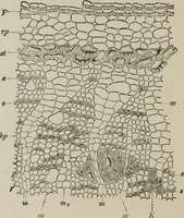 An illustration from The microscopy of vegetable foods, with special reference to the detection of adulteration and the diagnosis of mixtures (1916)