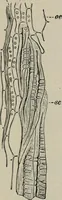 An illustration from The microscopy of vegetable foods, with special reference to the detection of adulteration and the diagnosis of mixtures (1916)