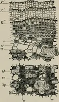 An illustration from The microscopy of vegetable foods, with special reference to the detection of adulteration and the diagnosis of mixtures (1916)