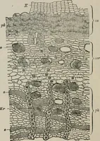 An illustration from The microscopy of vegetable foods, with special reference to the detection of adulteration and the diagnosis of mixtures (1916)