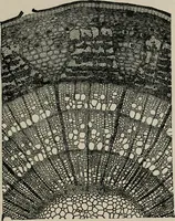 An illustration from The microscopy of vegetable foods, with special reference to the detection of adulteration and the diagnosis of mixtures (1916)