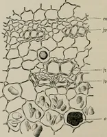 An illustration from The microscopy of vegetable foods, with special reference to the detection of adulteration and the diagnosis of mixtures (1916)