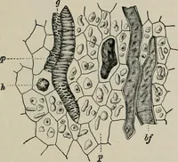 An illustration from The microscopy of vegetable foods, with special reference to the detection of adulteration and the diagnosis of mixtures (1916)