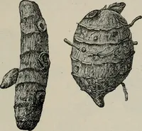 An illustration from The microscopy of vegetable foods, with special reference to the detection of adulteration and the diagnosis of mixtures (1916)