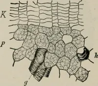 An illustration from The microscopy of vegetable foods, with special reference to the detection of adulteration and the diagnosis of mixtures (1916)