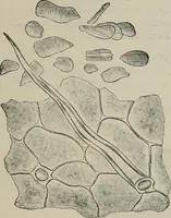 An illustration from The microscopy of vegetable foods, with special reference to the detection of adulteration and the diagnosis of mixtures (1916)