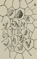 An illustration from The microscopy of vegetable foods, with special reference to the detection of adulteration and the diagnosis of mixtures (1916)