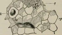 An illustration from The microscopy of vegetable foods, with special reference to the detection of adulteration and the diagnosis of mixtures (1916)