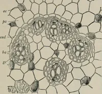 An illustration from The microscopy of vegetable foods, with special reference to the detection of adulteration and the diagnosis of mixtures (1916)