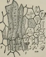 An illustration from The microscopy of vegetable foods, with special reference to the detection of adulteration and the diagnosis of mixtures (1916)
