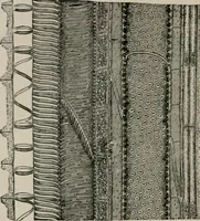 An illustration from The microscopy of vegetable foods, with special reference to the detection of adulteration and the diagnosis of mixtures (1916)