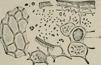 An illustration from The microscopy of vegetable foods, with special reference to the detection of adulteration and the diagnosis of mixtures (1916)