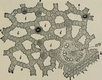 An illustration from The microscopy of vegetable foods, with special reference to the detection of adulteration and the diagnosis of mixtures (1916)