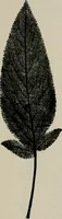 An illustration from The microscopy of vegetable foods, with special reference to the detection of adulteration and the diagnosis of mixtures (1916)