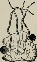 An illustration from The microscopy of vegetable foods, with special reference to the detection of adulteration and the diagnosis of mixtures (1916)