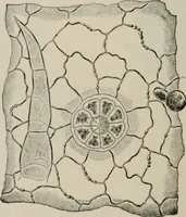 An illustration from The microscopy of vegetable foods, with special reference to the detection of adulteration and the diagnosis of mixtures (1916)