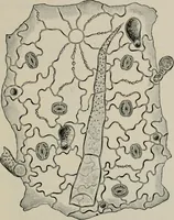 An illustration from The microscopy of vegetable foods, with special reference to the detection of adulteration and the diagnosis of mixtures (1916)