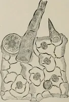 An illustration from The microscopy of vegetable foods, with special reference to the detection of adulteration and the diagnosis of mixtures (1916)
