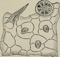 An illustration from The microscopy of vegetable foods, with special reference to the detection of adulteration and the diagnosis of mixtures (1916)