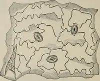 An illustration from The microscopy of vegetable foods, with special reference to the detection of adulteration and the diagnosis of mixtures (1916)