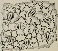 An illustration from The microscopy of vegetable foods, with special reference to the detection of adulteration and the diagnosis of mixtures (1916)