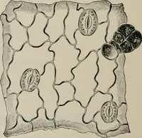 An illustration from The microscopy of vegetable foods, with special reference to the detection of adulteration and the diagnosis of mixtures (1916)