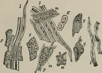 An illustration from The microscopy of vegetable foods, with special reference to the detection of adulteration and the diagnosis of mixtures (1916)