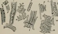 An illustration from The microscopy of vegetable foods, with special reference to the detection of adulteration and the diagnosis of mixtures (1916)