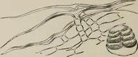 An illustration from The microscopy of vegetable foods, with special reference to the detection of adulteration and the diagnosis of mixtures (1916)
