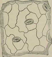 An illustration from The microscopy of vegetable foods, with special reference to the detection of adulteration and the diagnosis of mixtures (1916)