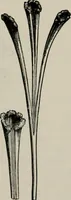 An illustration from The microscopy of vegetable foods, with special reference to the detection of adulteration and the diagnosis of mixtures (1916)