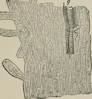 An illustration from The microscopy of vegetable foods, with special reference to the detection of adulteration and the diagnosis of mixtures (1916)