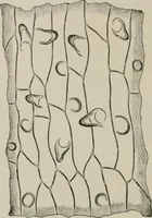 An illustration from The microscopy of vegetable foods, with special reference to the detection of adulteration and the diagnosis of mixtures (1916)