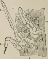 An illustration from The microscopy of vegetable foods, with special reference to the detection of adulteration and the diagnosis of mixtures (1916)