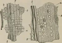 An illustration from The microscopy of vegetable foods, with special reference to the detection of adulteration and the diagnosis of mixtures (1916)