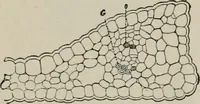 An illustration from The microscopy of vegetable foods, with special reference to the detection of adulteration and the diagnosis of mixtures (1916)